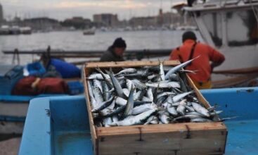 Pêche: Hausse de 14% des produits commercialisés à fin octobre 2015