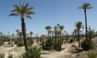 530.000 palmiers ont été plantés à Marrakech en 5 ans