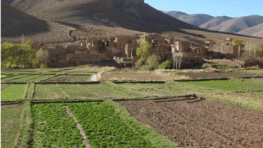 Région TTAH: Plus de 315.000 ha emblavés