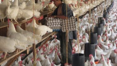 Aviculture : Des cas de grippe aviaire “sans gravité pour l’homme“ détectés au Maroc