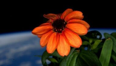 Une première fleur cultivée dans l'espace