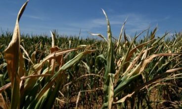 Assurance agricole. Saham suspend le lancement de son produit, d'autres assureurs arrivent