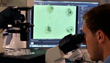 Produire des tissus humains par imprimante 3D, c'est possible!