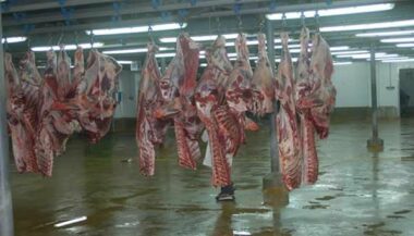 Les abattoirs de Casablanca se mettent à l'informatique