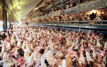 Le salon avicole &ldquo;Dawajine&rdquo; revient du 23 au 25 novembre 2021