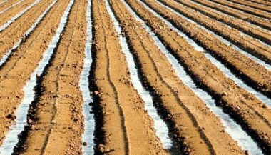 Dakhla: Le projet de dessalement au profit de l'agriculture se met en place