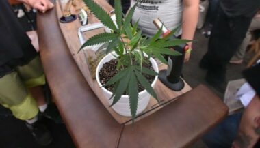 Médical ou récréatif, le cannabis légal fait planer l'Amérique avec ses milliards