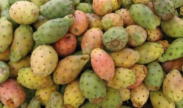 Le Maroc au salon Fruit logistica de Berlin