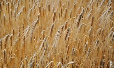 En Pologne, des variétés traditionnelles d’orge marocain considérées comme solution face à la sécheresse