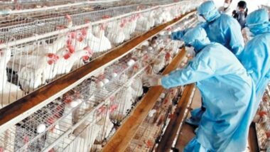 Grippe aviaire: un vaccin, dédié aux élevages, sera disponible avant la fin du mois