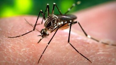 Virus Zika: neuf cas détectés en Espagne