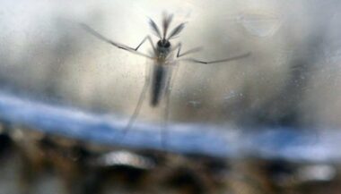 Un vaccin anti-zika testé sur des humains avant fin 2016