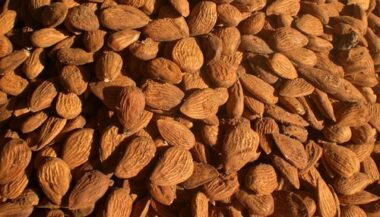Le Maroc produit annuellement 101.000 t d'amandes