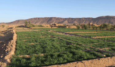 720 MDH de la JICA en soutien au Plan Maroc Vert