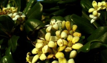 Marrakech fête la fleur d’oranger