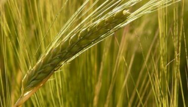 Orge subventionnée: 3.9 Mqx engagés