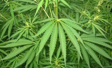 Le PJD s'oppose farouchement à la légalisation du cannabis