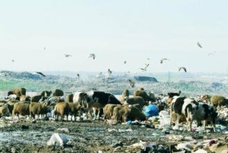 Décharge de Casablanca. Un compromis en vue entre la ville et les propriétaires du terrain de Mejjatiya