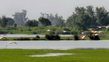 La moitié des sites naturels classés par l'Unesco menacés