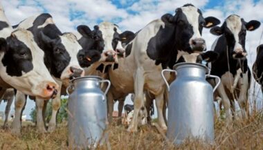 Lait: la profession se dote d'une charte qualité