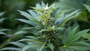 Le &ldquo;Facebook du cannabis&rdquo; veut entrer à Wall Street