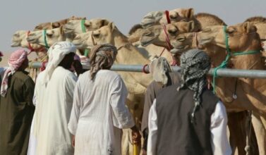 Au Qatar, des dromadaires graines de champions
