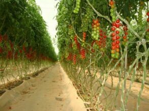 Dakhla accueillera sa première Foire agricole régionale