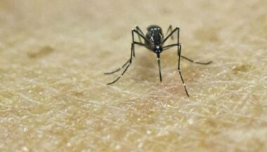 Zika: l'OMS appelle l'Europe à la vigilance à l'approche de l'été