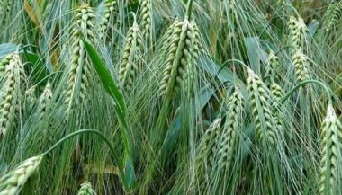 Campagne agricole: 33,5 millions qx de céréales et bonnes performances des autres filières agricoles