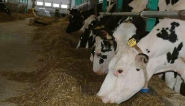 Mise sur le marché d’aliments composés subventionnés pour bovins à 220 DH/quintal