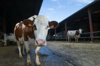 Lait: la hausse de la production en Europe responsable de la crise mondiale