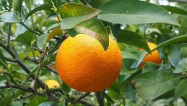 Reprise des exportations d’agrumes marocains vers les USA en octobre