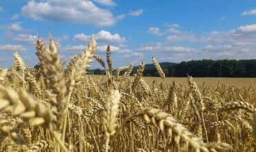 Le prix de référence pour la commercialisation du blé tendre est de 270 DH/quintal