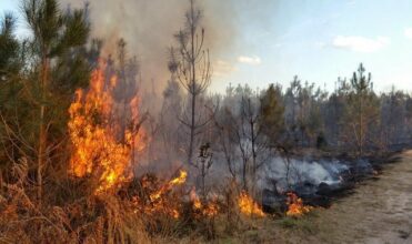 M'diq: Extinction d'un incendie de forêt ayant ravagé environ 74 ha