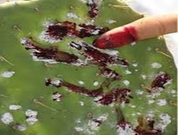 Cochenille du cactus: l'utilisation des fruits et raquettes ne présente aucun risque