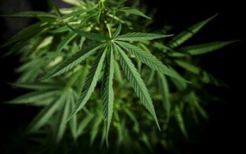La Colombie veut se faire une place sur le marché du cannabis médicinal