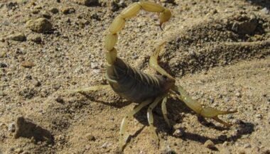 Piqué par un scorpion, un enfant décède suite à la lenteur de sa prise en charge
