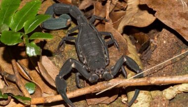 Les piqûres de scorpions au Maroc en chiffres