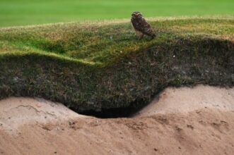 JO 2016: Caïmans, bradypes, chevêches ou boas, drôles d'obstacles sur le parcours de golf