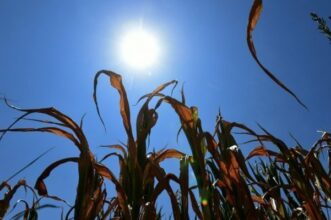 Juillet a été le mois le plus chaud de l'histoire moderne dans le monde
