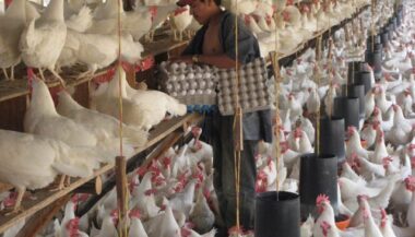 Maroc. Augmentation du prix du poulet jusqu’à 18,50 DH