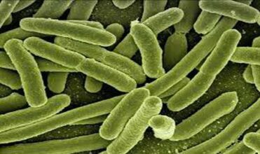 Les bactéries résistantes aux antibiotiques inquiètent à l'ONU