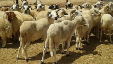 Aïd Al Adha: hausse des prix par rapport à 2015