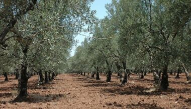 Malgré les conditions climatiques défavorables, une amélioration de la production oléicole est espérée