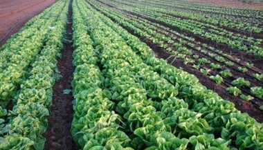 Sécurité alimentaire: Le Maroc dans le top 50 mondial