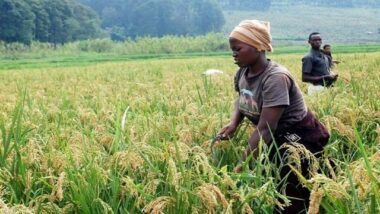 Le Crédit agricole du Maroc signe deux accords au Rwanda et en Tanzanie