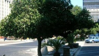 Près de 4,8 MDH pour la régénération des chênes-lièges à Kénitra