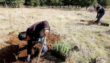 Le 12 novembre, plus d'un million d’arbres seront plantés au Maroc