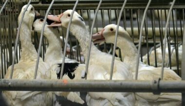Grippe aviaire: Les éleveurs français sur le qui-vive