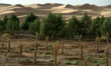 Au Maroc, les oasis toujours plus menacées par l'avancée du désert